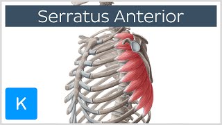 Serratus Anterior Muscle Function Origins  Human Anatomy  Kenhub [upl. by Clyve]