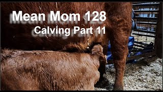 Mean Mom 128  Calving 2024 Part 11 [upl. by Alejoa]