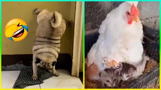 Videos Graciosos De Animales 2024  Los gatos y perros más divertidos están aquí 😂 [upl. by Yentirb]