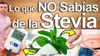 Lo Que No Te Cuentan De La Stevia  Para Qué Sirve Y Contraindicaciones De La Estevia [upl. by Hach]