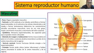 Capítulo 10 Reproducción Ciclo Celular y Sistema Reproductor Humano de Biología [upl. by Pammy628]