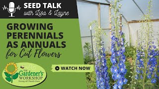 Seed Talk 101  Growing Perennials as Annuals for Cut Flowers [upl. by Mirabel]