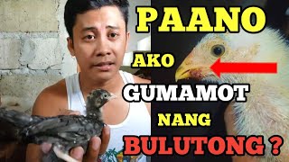 Subukan natin  Paano gamutin ang bulutong  fowlpox ng sisiw at Manok [upl. by Matilde]