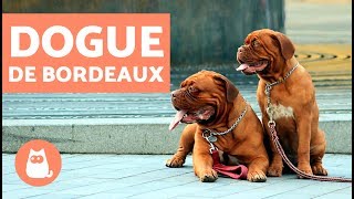 DOGUE de BORDEAUX  Caractéristiques et fiche technique [upl. by Nino]