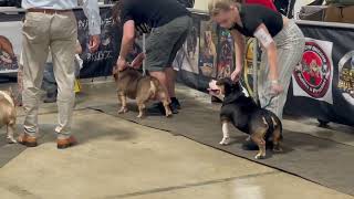 American Bully Dog Show 2024 Live  INDIANA 8X BRC GLOBAL WEEKEND March Madness Part 7 [upl. by Chavaree75]