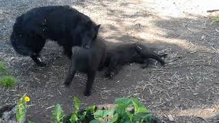 German Groenendael puppies playingresting [upl. by Ayenet247]