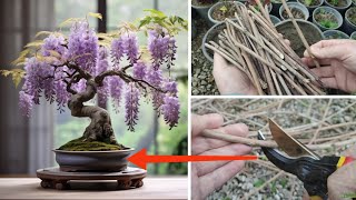 Cutting Wisteria sinensis  Reproduce Wisteria sinensis easily [upl. by Ydiarf]