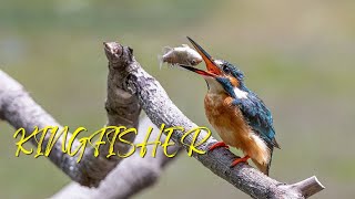 Kingfisher Sounds  Common Kingfisher  Sacred Kingfisher Call [upl. by Atnaloj]