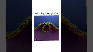 Phagocytosis process  what is Phagocytosis  Phagocytosis pharmacy biology neet [upl. by Irreg270]