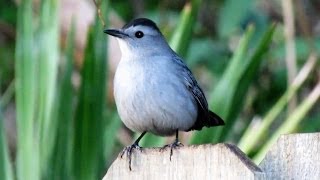 CatBird Mewing Call [upl. by Yelsnya]