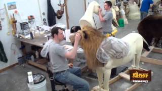 Taxidermy Time Lapse  Lion [upl. by Enitsyrk68]