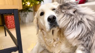 Cats show their love for a Golden Retriever [upl. by Trinette]