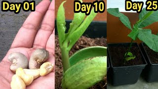 Grow Cashew plant from seeds [upl. by Juno]