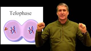 cell cycle physical pneumonic device mitosis [upl. by Malvie]