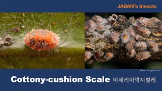 Cottonycushion Scale 이세리아깍지벌레 Photo  Deogkee Park [upl. by Hannibal]