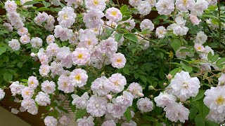 Pauls Himalayan Musk Rambler einfach fulminant 💕 [upl. by Garett]