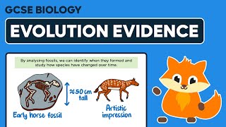 Evidence for Evolution  GCSE Biology [upl. by Eimmij]