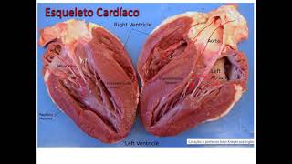 Anatomia humana  Sistema Cardiovascular Parte 4 [upl. by Zaneski]