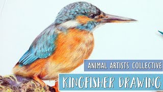 Animal Artists Collective  Drawing A Kingfisher With Colored Pencils [upl. by Jemy101]