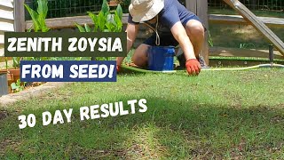 Seeding in the Summer with Zenith Zoysia  30 day results and pulling weeds [upl. by Acim]