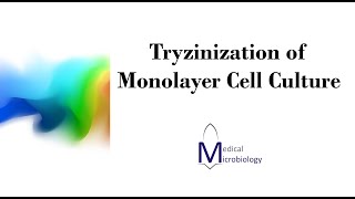 Trypsinization of monolayer cell culture MEDMICRO KKU [upl. by Votaw]