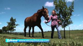 Vetoquinol Zylkene Equine Behavior Supplement [upl. by Gnav]