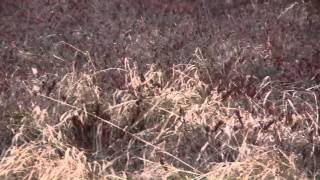 Sandhill Cranes react to diving Bald Eagle [upl. by Bradleigh]