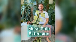 Moss Pole extension  Manjula Pothos [upl. by Barbe]