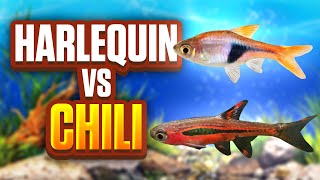 Harlequin Rasboras Vs Chili Rasboras  Whats The Best Fish For Your Aquarium [upl. by Ahsimed]