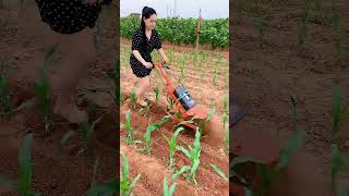 48V lithium battery micro tiller weeding soil turning furrowing electric weedingshortsvideo😱 [upl. by Burnaby]