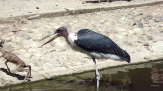 maribu kills springbok at madrid zoo [upl. by Agbogla243]