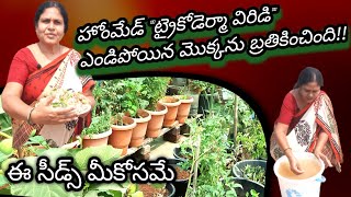 home made trichoderma viride  home made liquidfertilizer how to prepare trichoderma viride at home [upl. by Ahasuerus]