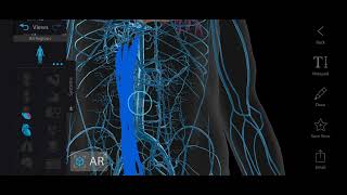 Surface Marking of Inferior Vena Cava  Inferior Vena Cava  Abdomen Anatomy [upl. by Delphinia]