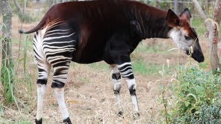 【珍獣】オカピ Okapi よこはまズーラシア [upl. by Valdes575]