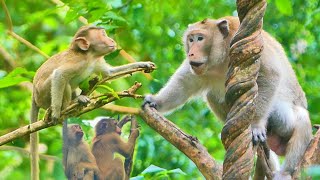 Macaque king Prank teenager monkeys on tree  monkey video [upl. by Abehsile]