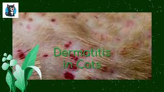 Dermatitis in Cats HQ [upl. by Morten]