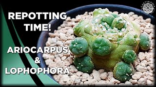 Repotting Ariocarpus amp Lophophora  Cactus amp Succulent Collection [upl. by Atteoj471]