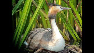 Vogels leren kijken met Paul Saager 01 [upl. by Semele644]