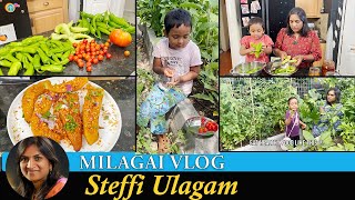 Milagai Vlog in Tamil  Harvesting Chilli from Garden  Steffi Ulagam [upl. by Kelwunn]