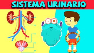 Sistema urinario humano  Ciencias para niños  Documentales en español [upl. by Swenson875]