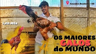 GALO ÍNDIO GIGANTE [upl. by Damiano]