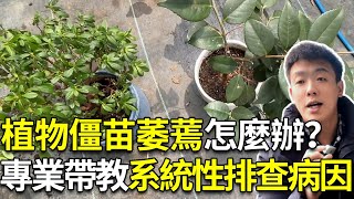 植物生长慢、僵苗、萎蔫，不知如何解决，这样跟着我系统性查找病因对症下药【禅艺绿植工作室】 [upl. by Meisel]