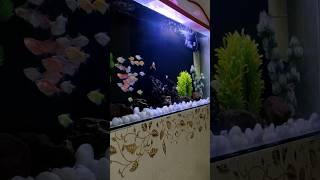 FISH TANK CLEAN பண்ணனுமா  ஒரு CALL பண்ணுனா போதும்  fish petshop service shorts fishtank [upl. by Lynnell368]