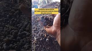 Goat manure process for organic fertilizerkotoran kambing untuk pupuk organik organic satisfying [upl. by Lindahl]