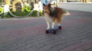 TWIG SKATES FORT LAUDERDALE  SPRING BREAK  Skateboarding Dog [upl. by Lovett]