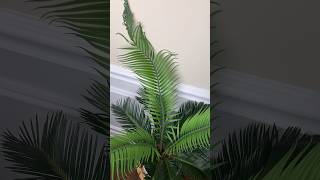 Sago Palm Time Lapse shorts [upl. by Borlase219]