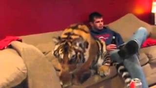 Tiger Cuddles On The Couch With Zoo Worker [upl. by Neelahs]