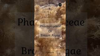 Class Phaeophyceae Class 11 Biology  Brown algae shorts biology [upl. by Painter776]