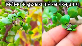 Jade plant mealybug control All care tips jade plant घरेलू उपाय मिलीबग Gardening care [upl. by Cornela667]