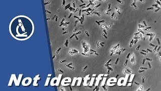 🔬 064  Why you can not identify BACTERIA with a microscope alone  Microscopy [upl. by Timmi]